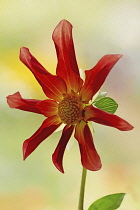 Dahlia Honka, Single flower with eight, incurved petals surrounding the centre.