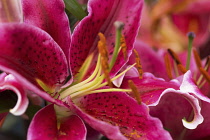 Lilium Star Gazer, Close view of single flower with deep pink, spotted petals and prominent stamen. Others behind.