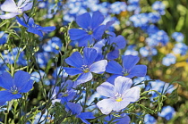 Small, blue flowers of Perennial flax, Linum perenne.