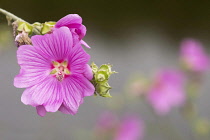 Clustered pink flowers of Mallow.