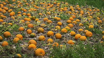 Harvested pumpkins, Cucurbita maxima laid outside to cure and harden before storing.