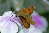 Skipper butterfly on Rose campion flower of white colour flushed with pink.