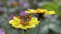 Small tortoiseshell butterfly, Aglais urticae alighted with open wings on centre of yellow single type dahlia.