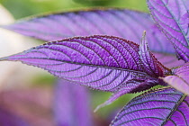 Close view of elliptical leaves of Purple shield, Strobilanthes dyerianus of silvery purple colour with pattern of dark green veins.