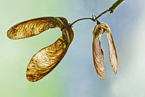 Close view of delicately veined winged seeds or keys of Sycamore, Acer pseudoplatanus.