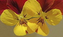 Two flowers of Viola cultivar, bi-coloured yellow and red.
