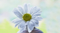 Single flower of Chrysanthemum cultivar with white petals surrounding yellow centre displayed in vase against window.