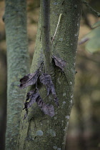 Ash, Fraxinus excelsior.