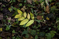 Ash, Fraxinus excelsior.