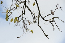 Ash, Fraxinus excelsior.