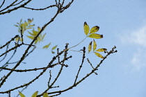 Ash, Fraxinus excelsior.