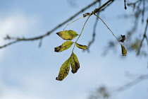 Ash, Fraxinus excelsior.