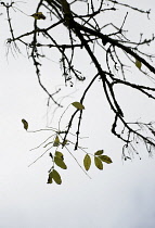 Ash, Fraxinus excelsior.