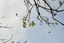 Ash, Fraxinus excelsior.