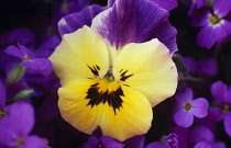 Pansy, Viola x wittrockiana.