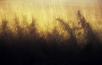 Nettle, Urtica dioica.