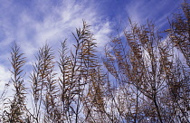 Rosebay willowherb, Chamerion augustifolium.