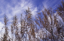 Rosebay willowherb, Chamerion augustifolium.