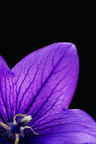 Balloon flower, Platycodon grandiflorus.