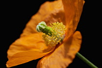 Poppy, Papaver nudicaule, Papaver croceum, Icelandic poppy.