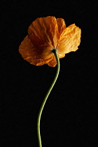 Poppy, Papaver nudicaule, Papaver croceum, Icelandic poppy.