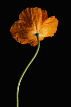 Poppy, Papaver nudicaule, Papaver croceum, Icelandic poppy.