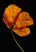 Poppy, Papaver nudicaule, Papaver croceum, Icelandic poppy.