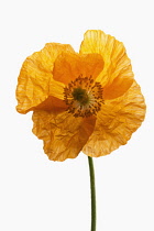 Poppy, Papaver nudicaule, Papaver croceum, Icelandic poppy.