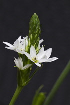 Star-of-Bethlehem, Ornithogalum thyrsoides.