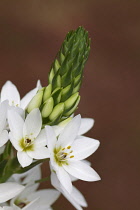 Star-of-Bethlehem, Ornithogalum thyrsoides.