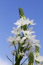 Star-of-Bethlehem, Ornithogalum thyrsoides.