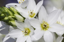 Star-of-Bethlehem, Ornithogalum thyrsoides.