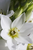 Star-of-Bethlehem, Ornithogalum thyrsoides.