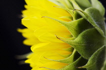 Sunflower, Helianthus.