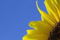 Sunflower, Helianthus.