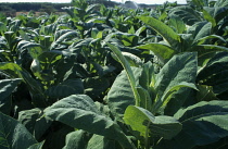 Tobacco, Nicotiana tabacum.