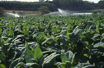 Tobacco, Nicotiana tabacum.