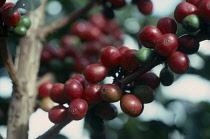 Coffee, Coffea arabica.