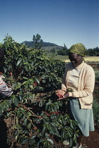 Coffee, Coffea arabica.