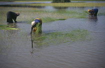 Rice, Oryza sativa.