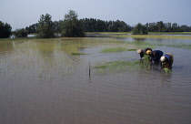 Rice, Oryza sativa.