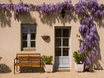 Wisteria.