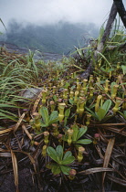 Pitcher plant, Nepenthes Pervillei.