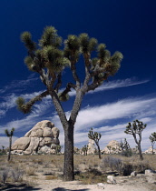 Joshua tree, Yucca brevifolia.