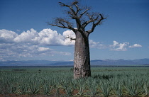 Baobab, Adansonia digitata.