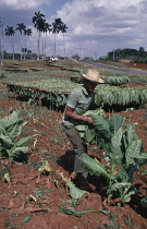 Tobacco, Nicotiana tabacum.