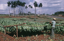 Tobacco, Nicotiana tabacum.