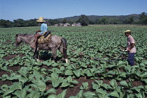 Tobacco, Nicotiana tabacum.