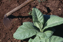 Tobacco, Nicotiana tabacum.