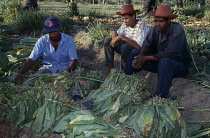 Tobacco, Nicotiana tabacum.